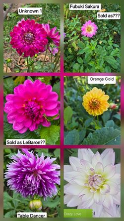 Dahlia Plants $5 each