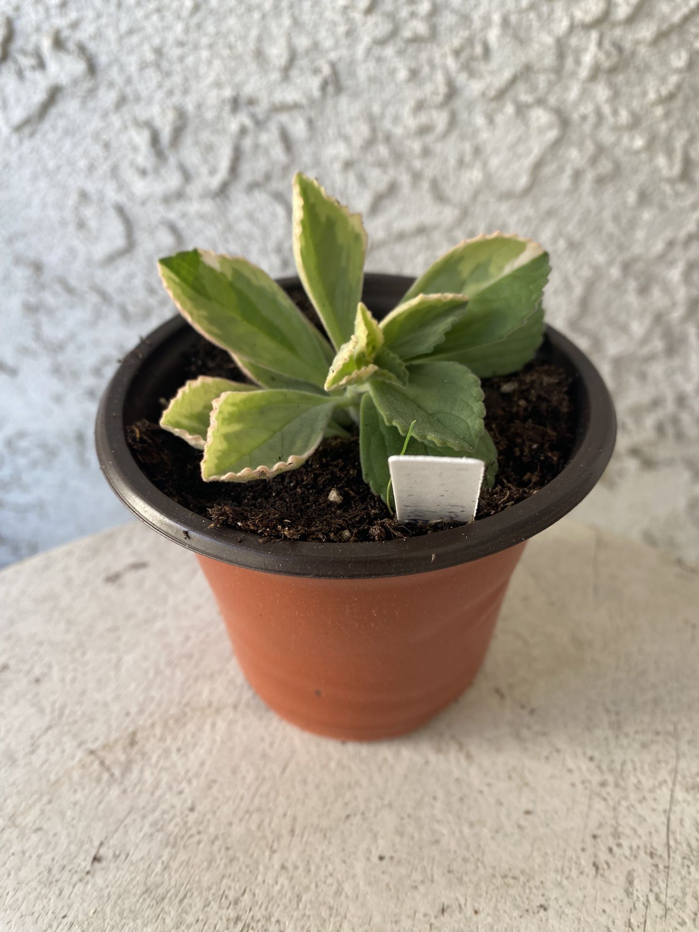 3 Inch Pot Succulent Plant- Plectranthus Neochilus Variegated - Mike's Fuzzy Wuzzy - Blue Lobster Flower - Rooted & Stablished - Drought Resistant - 