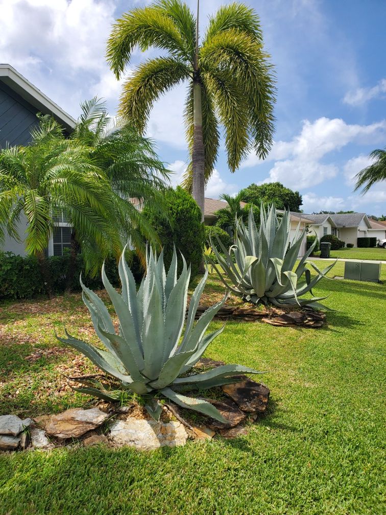 agave plants