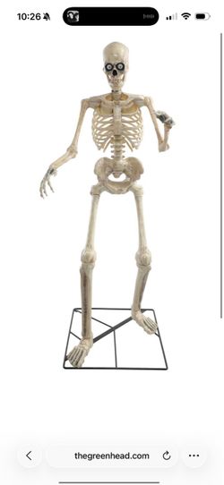 6ft talking skeleton (used)