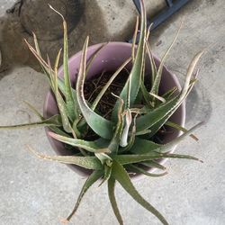 Aloe Vera Plants / Mature 