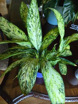 Star 🌟  Bright Dieffenbachia