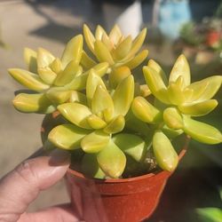 Succulent 