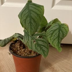 Monstera dubia Plant