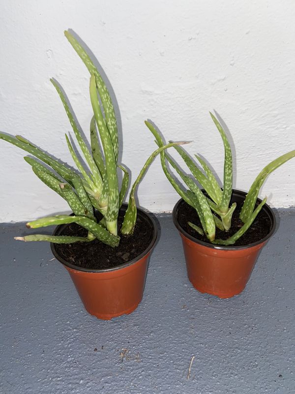 Aloe Vera plants for Sale in Fort Lauderdale, FL OfferUp