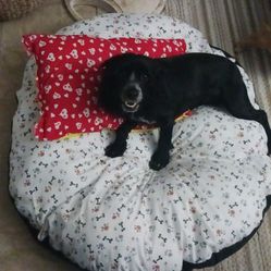 Dog Pillows, Beds, And Coats 