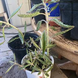 Kalanchoe 