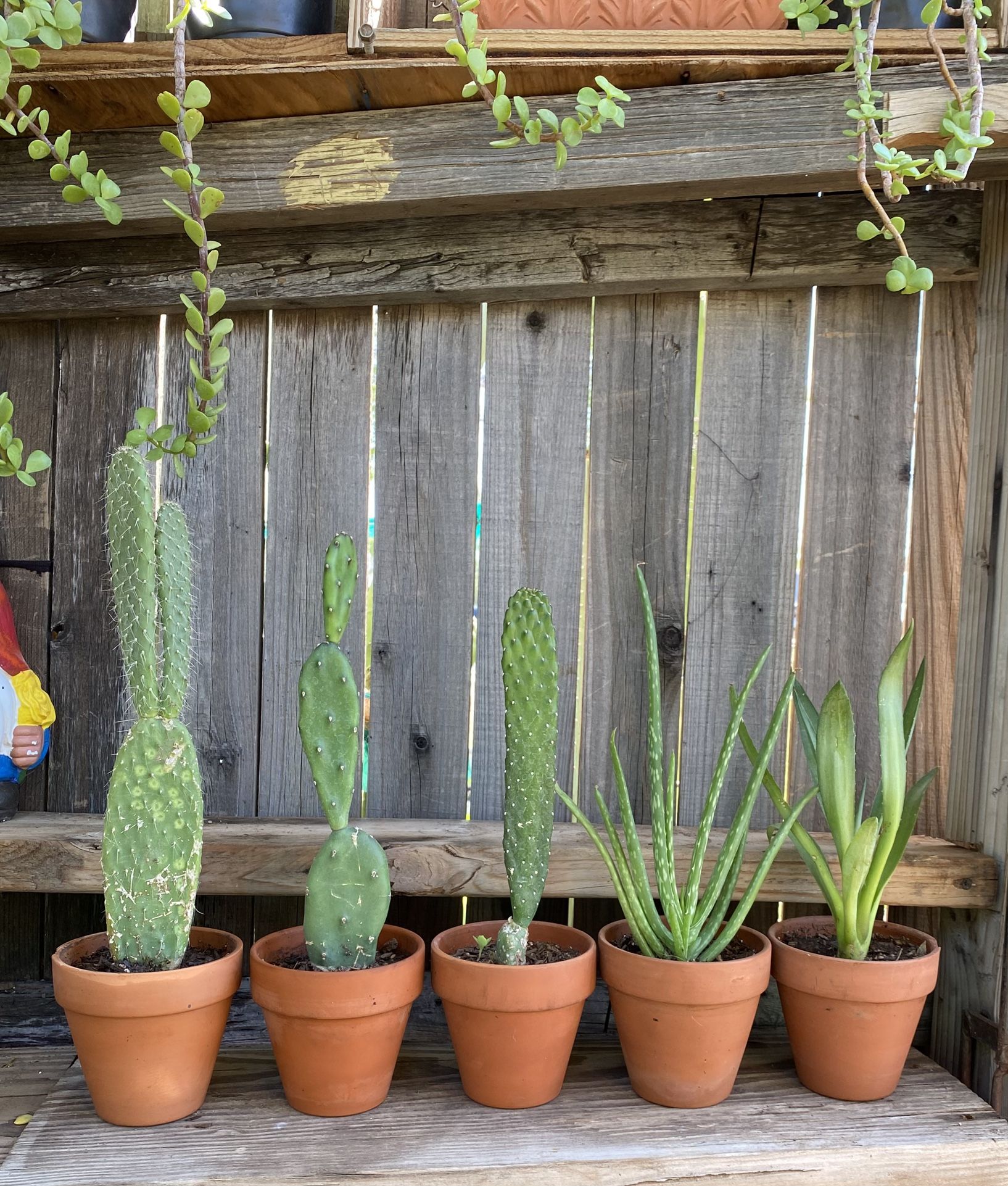 Cactus Mix Plants
