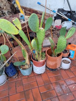 Cactus plants in pot 50$ each