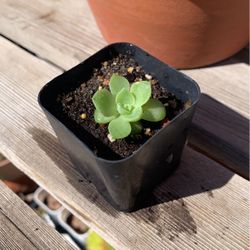 Free Succulent Echeveria Red Velvet 2” Pot