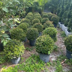 Single Ball Topiary In 3 gls Pot. SPECIAL PRICE !🤩