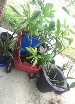 PLUMERIA potted and fully rooted