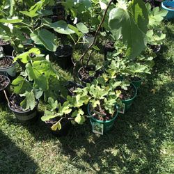Multiple Verity Available Fig Trees