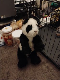 Panda Bear For Real Friend