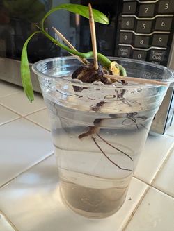 Kiett mango plant