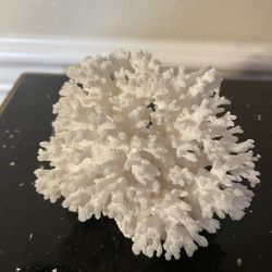 Real Cauliflower Coral 4”x4”