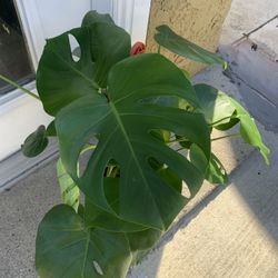 Monstera  Deliciosa Indoor Plants 