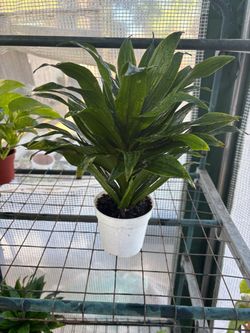 Dracaena Janet Craig