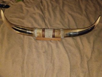 Mounted Longhorn Steer Horns Wall Decor