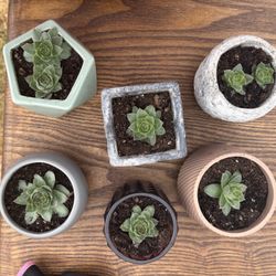 Succulents!