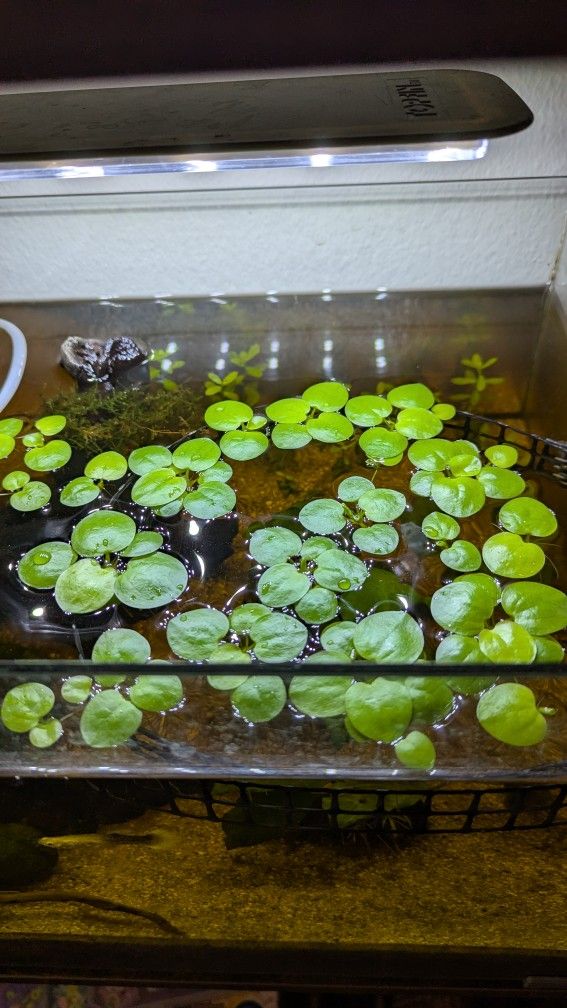 Frogbit Aquarium Floating Plant