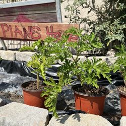 Citronella Plants