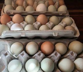 Backyard Farm Fresh Eggs