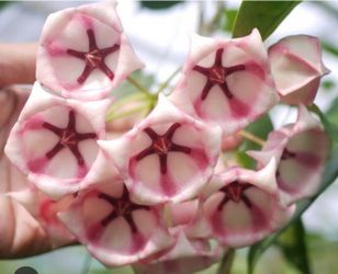 6” hoya archiboldiana pink first picture for reference