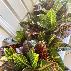 ❤️Petra' CROTON Is a popular tropical evergreen shrub known for its vibrant, multicolored foliage❤️