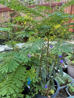 Plantas de Tabachin