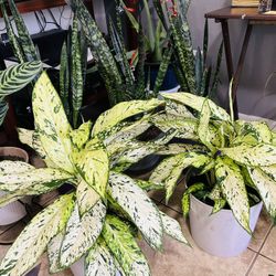 Plants For Sale 25 Each 