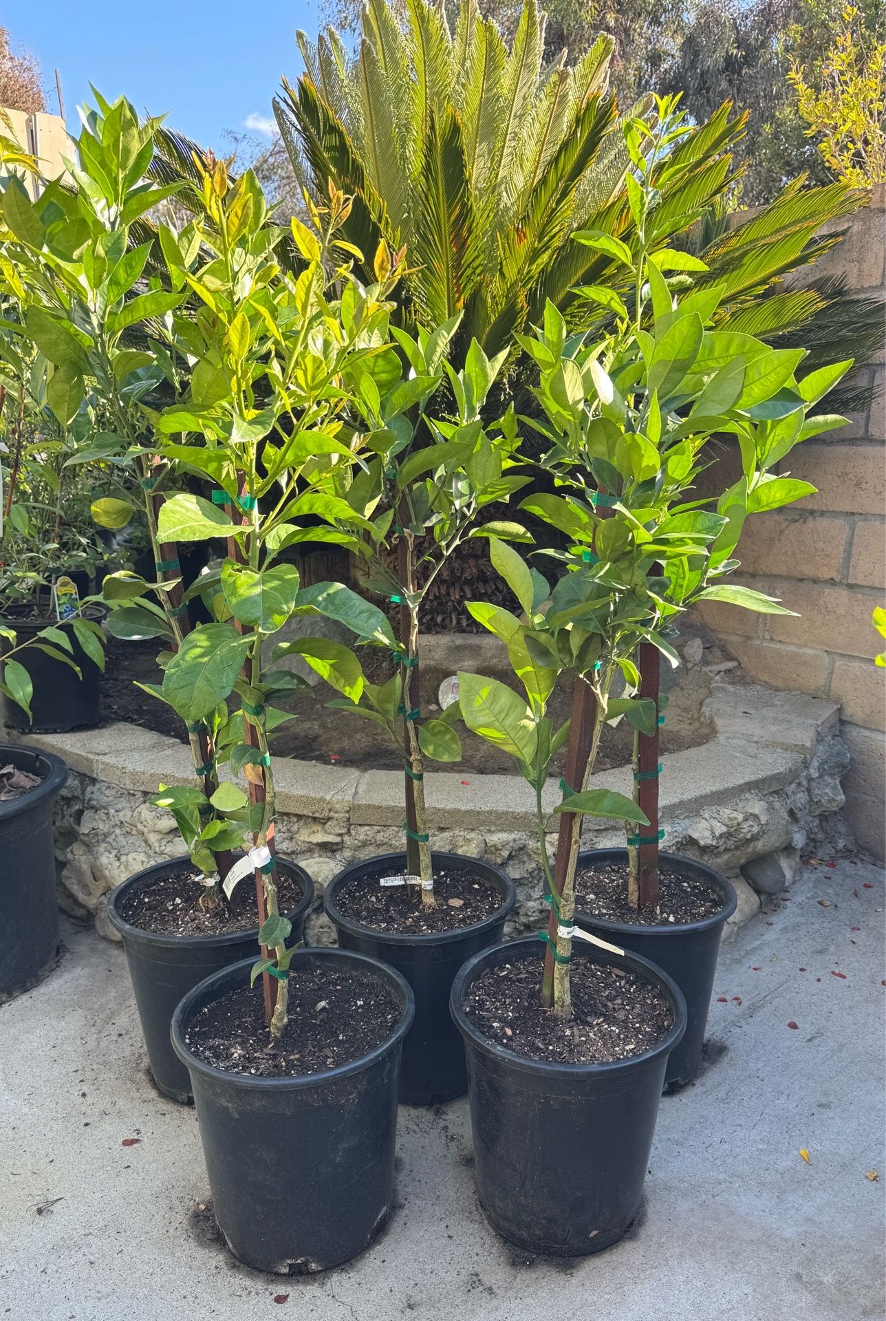 Eureka Lemon Washington Navel Orange