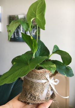 Nice indoor plant 🌱