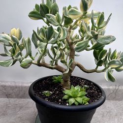 Beautiful Jade Variegated  Succulent Plant 🪴 