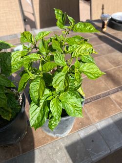 Habanero peppers plant