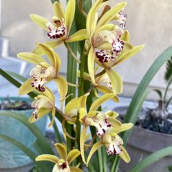 Beautiful Orchids