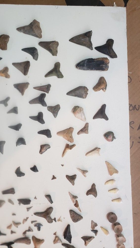 Shark Teeth