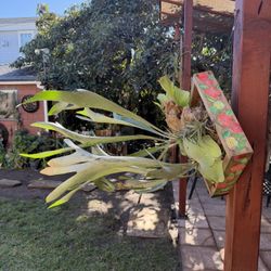 12x12 Painted Box With Double Staghorn Fern