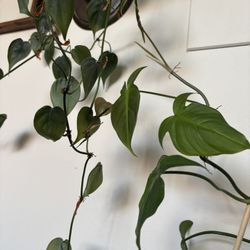 Vining Plant ( Philodendron camposportoanum ) 