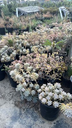 Succulents