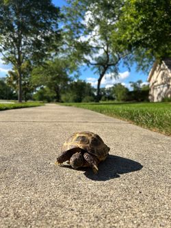 Russian Tortoise with Complete Habitat