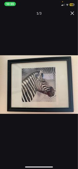 Zebra pictures