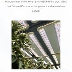 Sanabio Phoenix LED Lights 