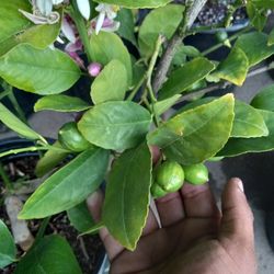 Meyer Lemon Trees 😃😃😃😃🌿🍋🍋🍋🍋🍋