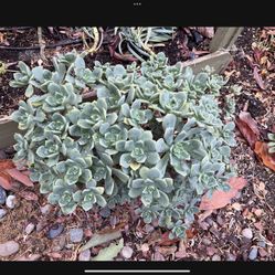 Plants Succulents Aeoneum Drought Resistant 
