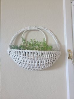 Hanging planter with sedum succulents