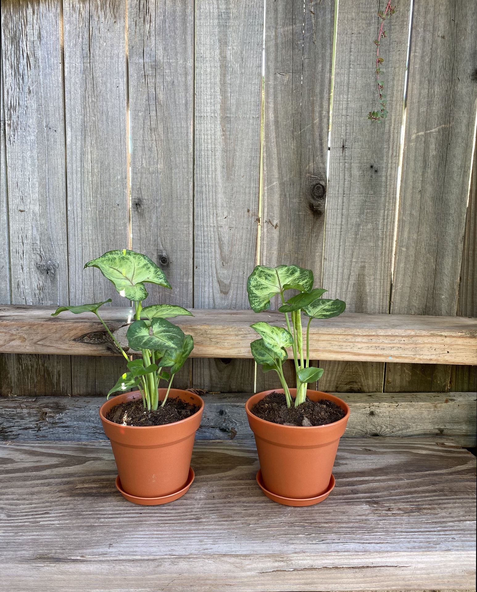 Indoor White Butterfly Plant