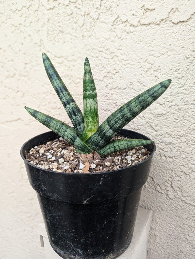 Senseviera Starfish