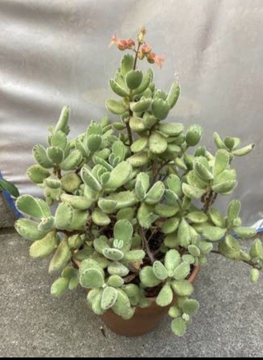 Cotyledon Tomentosa Bear’s Paw Plant