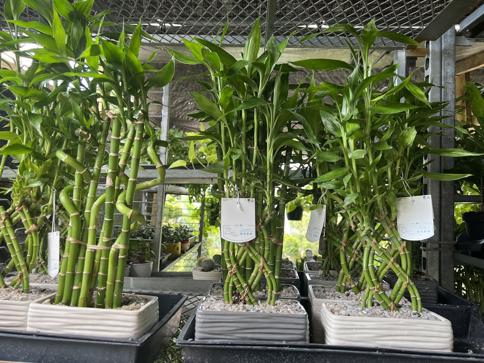 Lucky Bamboo In Ceramic Pot. SPECIAL PRICE 🤩